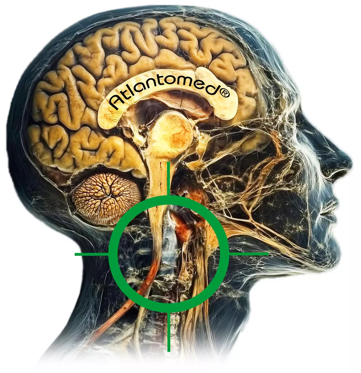 Anatomía craneocervical