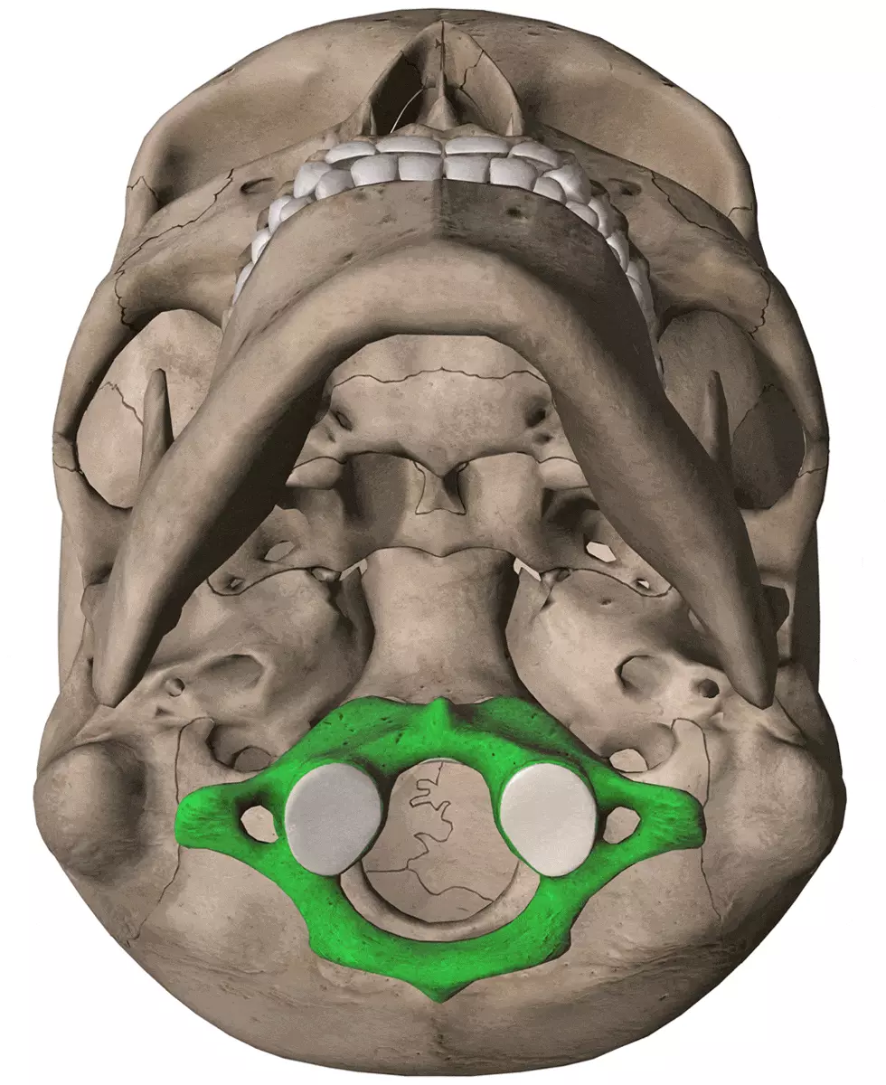 Rectificación de la columna cervical y vértebra Atlante