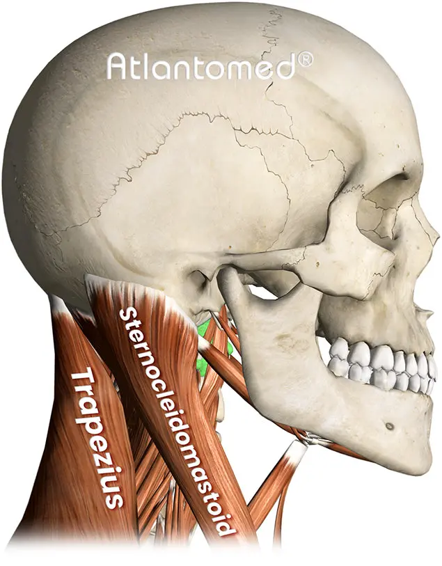 Tensión muscular cervical y cefalea musculo-tensional