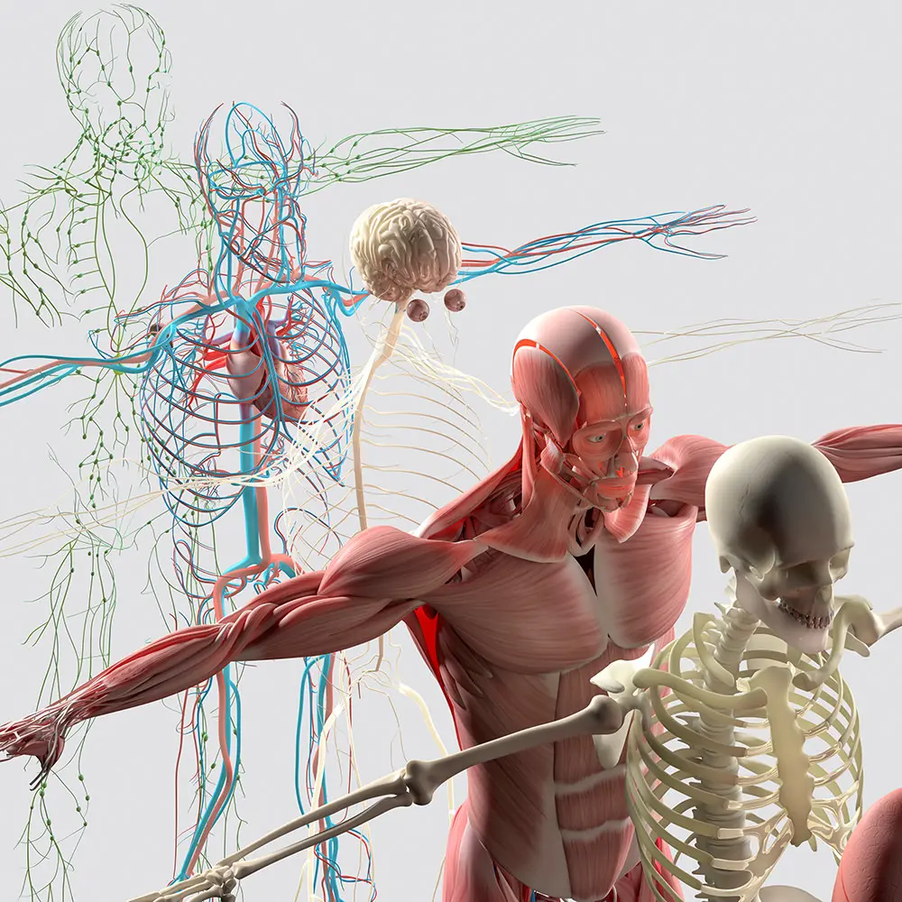 Sistema esquelético, sistema muscular, sistema nervioso, sistema cardiovascular y sistema linfático